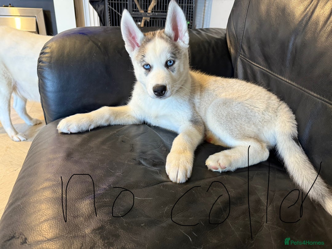 Siberian Husky dogs for sale: Siberian husky - Image 3