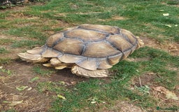 Tortoise reptiles for sale: Male sulcata tortoise 10 years old - Image 8