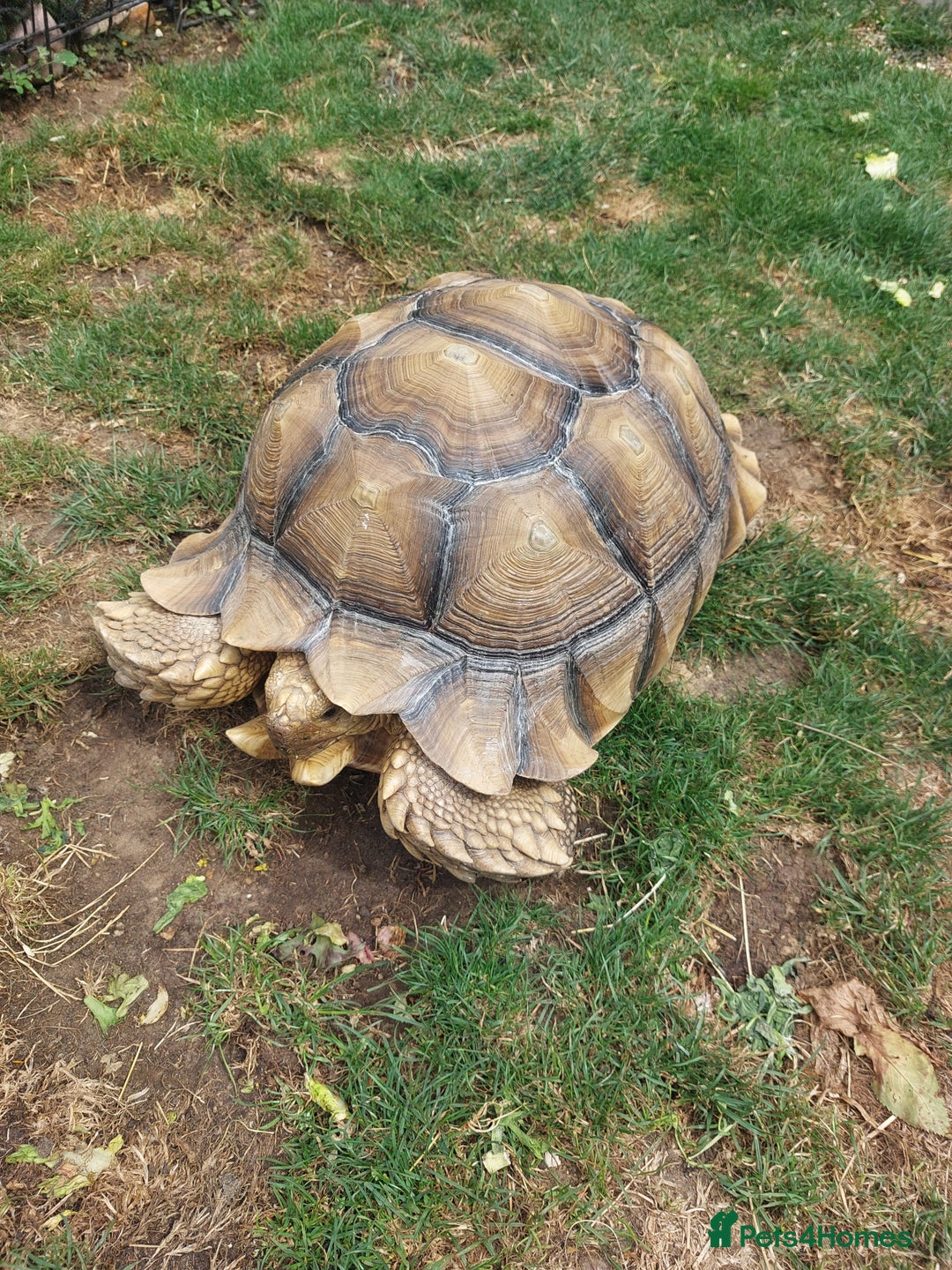 Tortoise reptiles for sale: Male sulcata tortoise 10 years old - Image 8