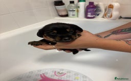 Mixed Breed dogs for sale: Dorkie puppies - Image 10