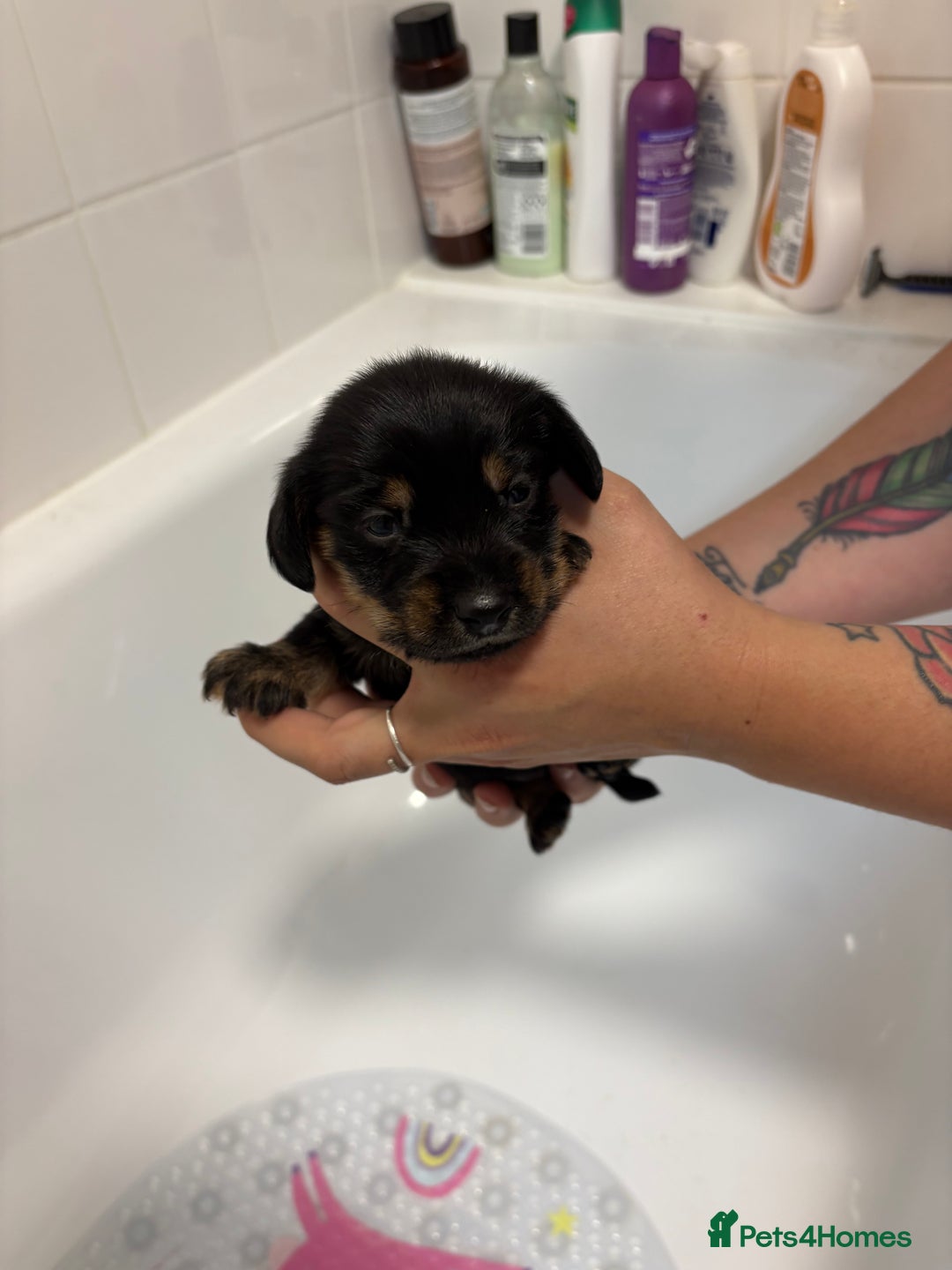 Mixed Breed dogs for sale: Dorkie puppies - Image 10