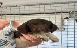 English Springer Spaniel dogs for sale: Springer Spaniel Puppies Ready to go - Image 6