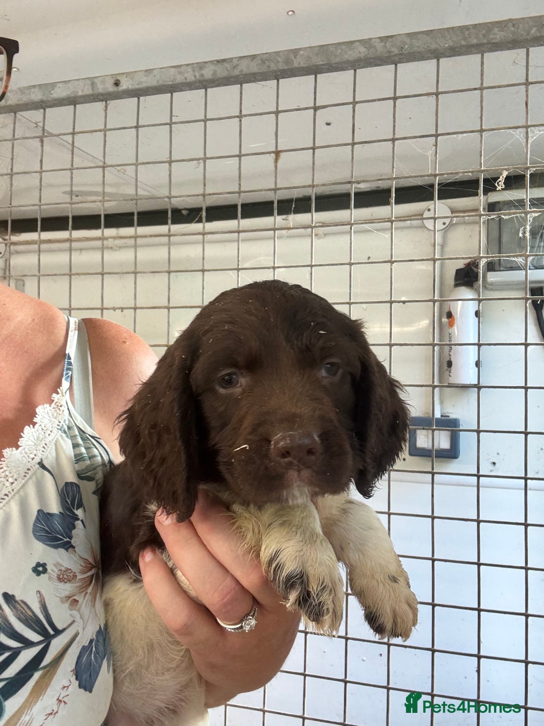 English Springer Spaniel dogs for sale: Springer Spaniel Puppies Ready to go - Image 6