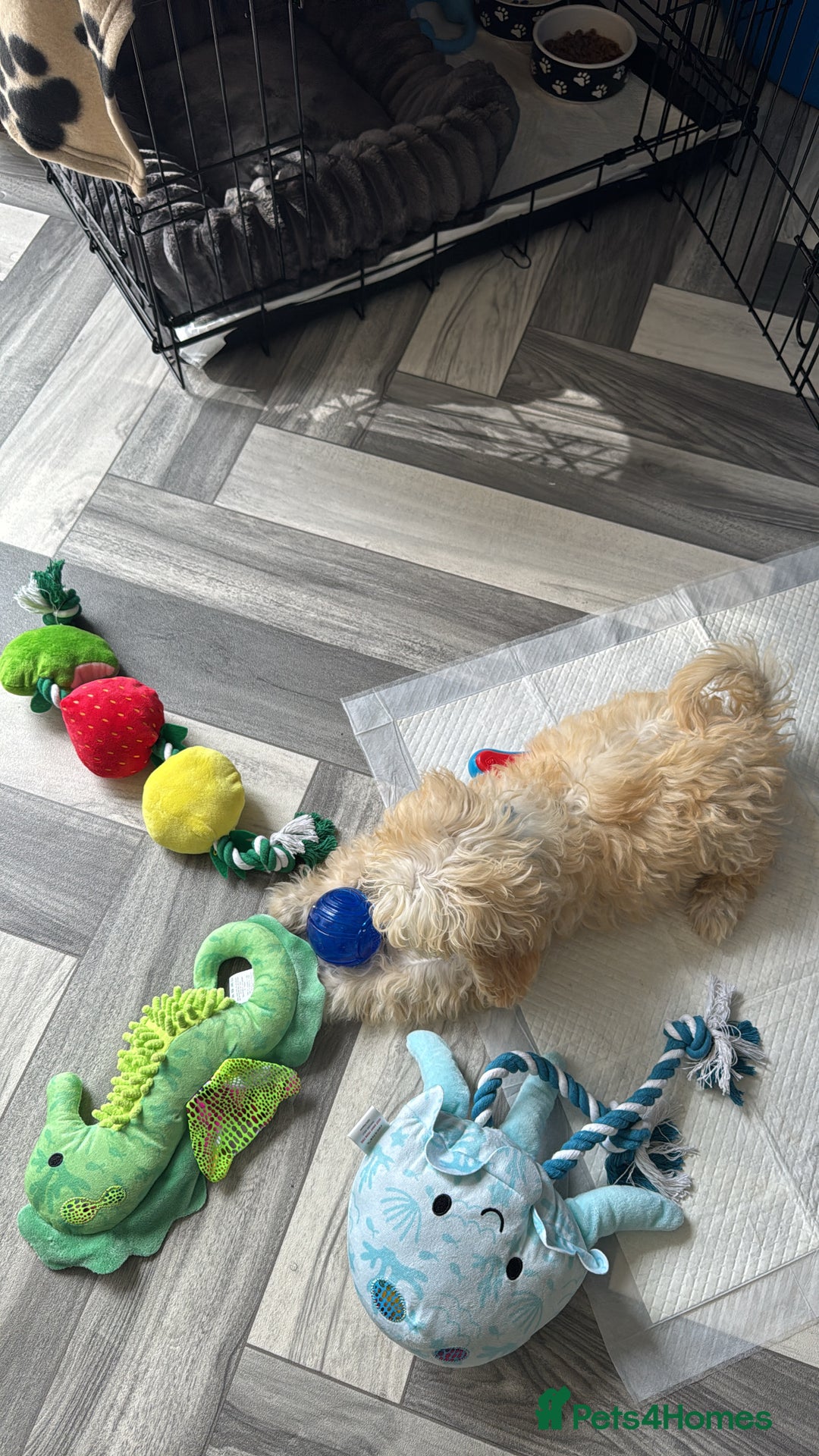 Mixed Breed dogs for sale: Miniature Poodle for sale! - Image 5
