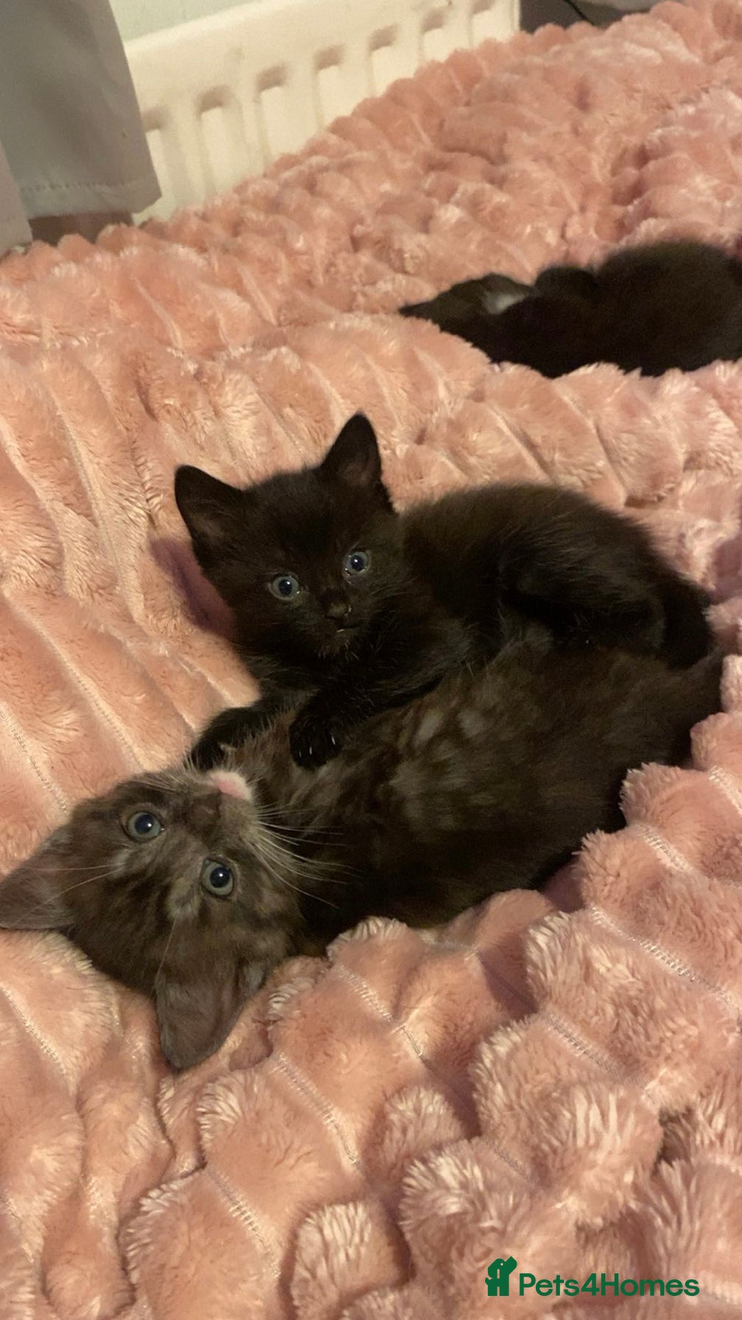 Bengal cats for sale: Bengal/Maine Coone kittens - Advert 3