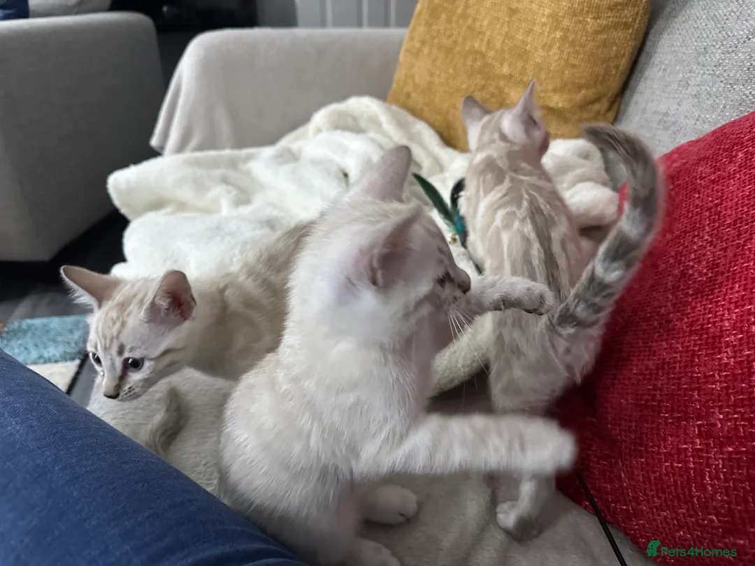 Bengal cats for sale: Beautiful silver snow lynx Bengal babies - Advert 10