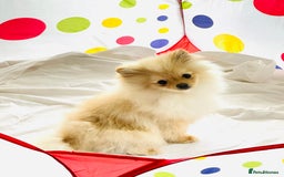 Pomeranian dogs for sale: Lovely Pomeranian puppies  - Image 7