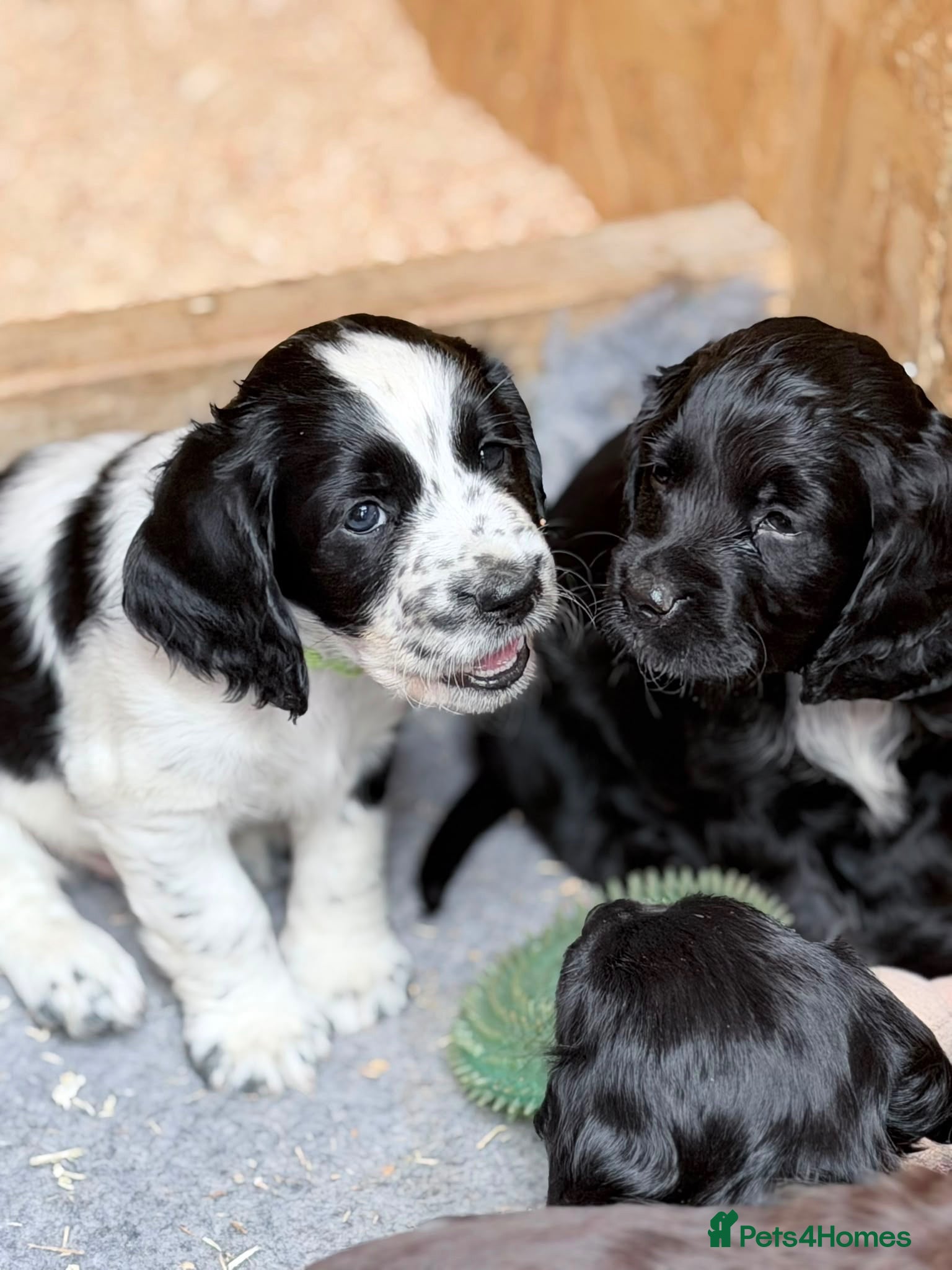 Cocker Spaniel dogs Working cocker spaniels - Advert 8