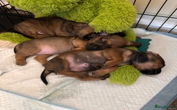 Mixed Breed dogs for sale: French wieners  - Image 4
