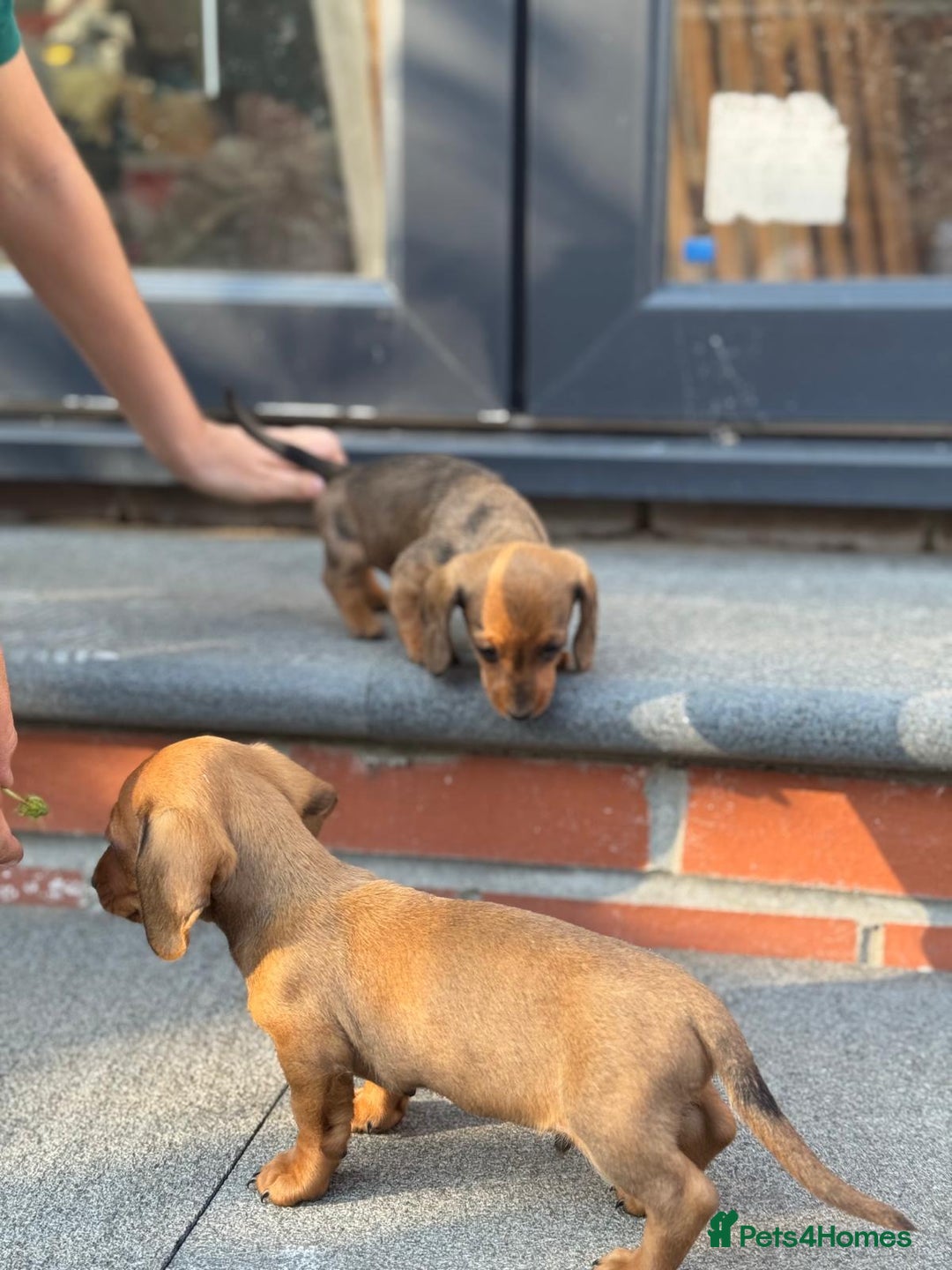 Dachshund dogs for sale: Beautiful Miniature dachshund puppies  - Image 24