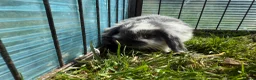 Mini Lop rabbits for sale: Litter of Mini lop Bunnies  - Advert 12