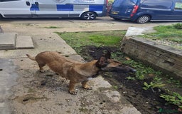 Belgian Shepherd Dog dogs for sale: Belgian Shepherd puppies - Advert 22