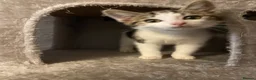 Mixed Breed cats for adoption: Rescue kittens for adoption  - Advert 6