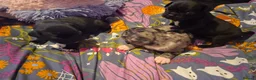 Frug dogs for sale: Frug puppies for sale. - Advert 7