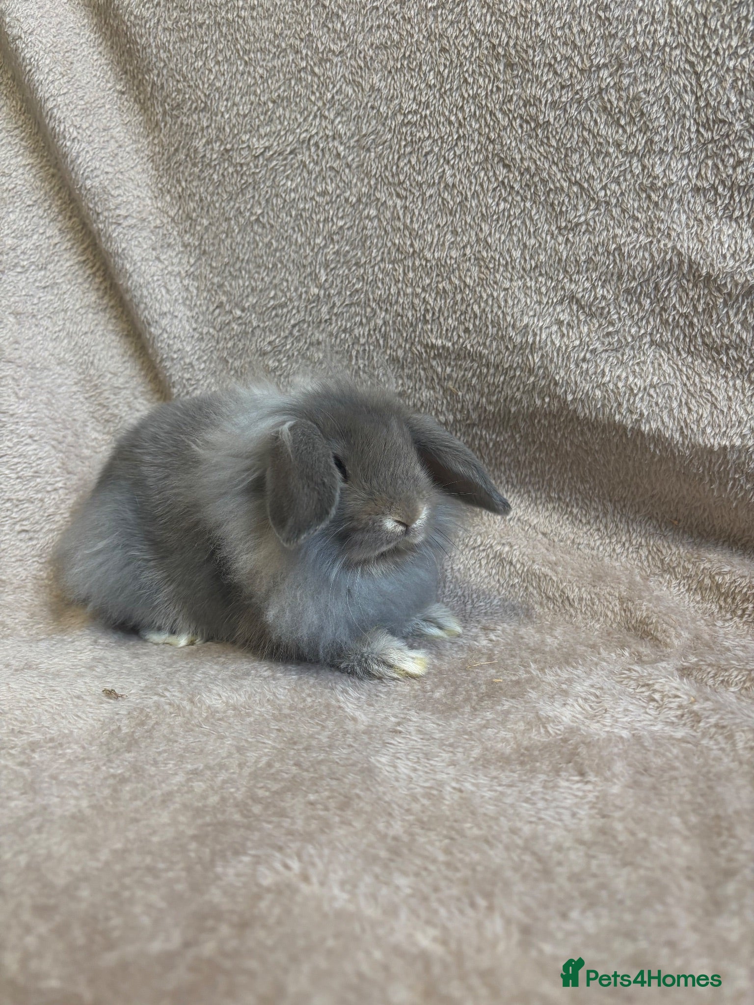 Mini Lop rabbits Pure breed mini lops  - Advert 2