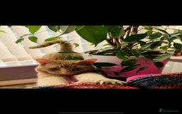 Aegean cats for sale: Aegean Kittens are looking for new home - Image 14