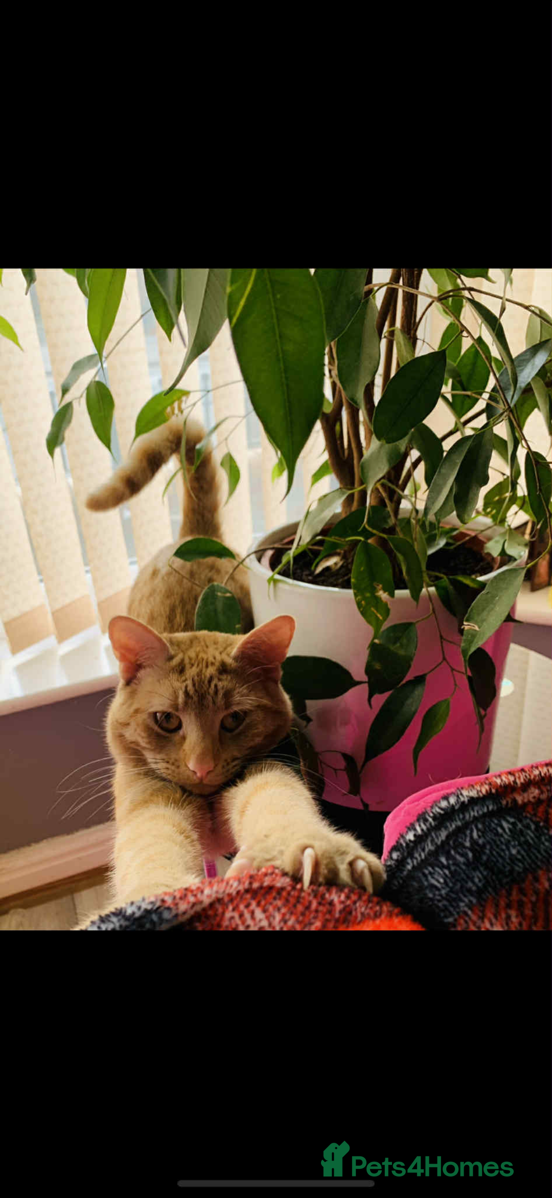 Aegean cats for sale: Aegean Kittens are looking for new home - Image 14