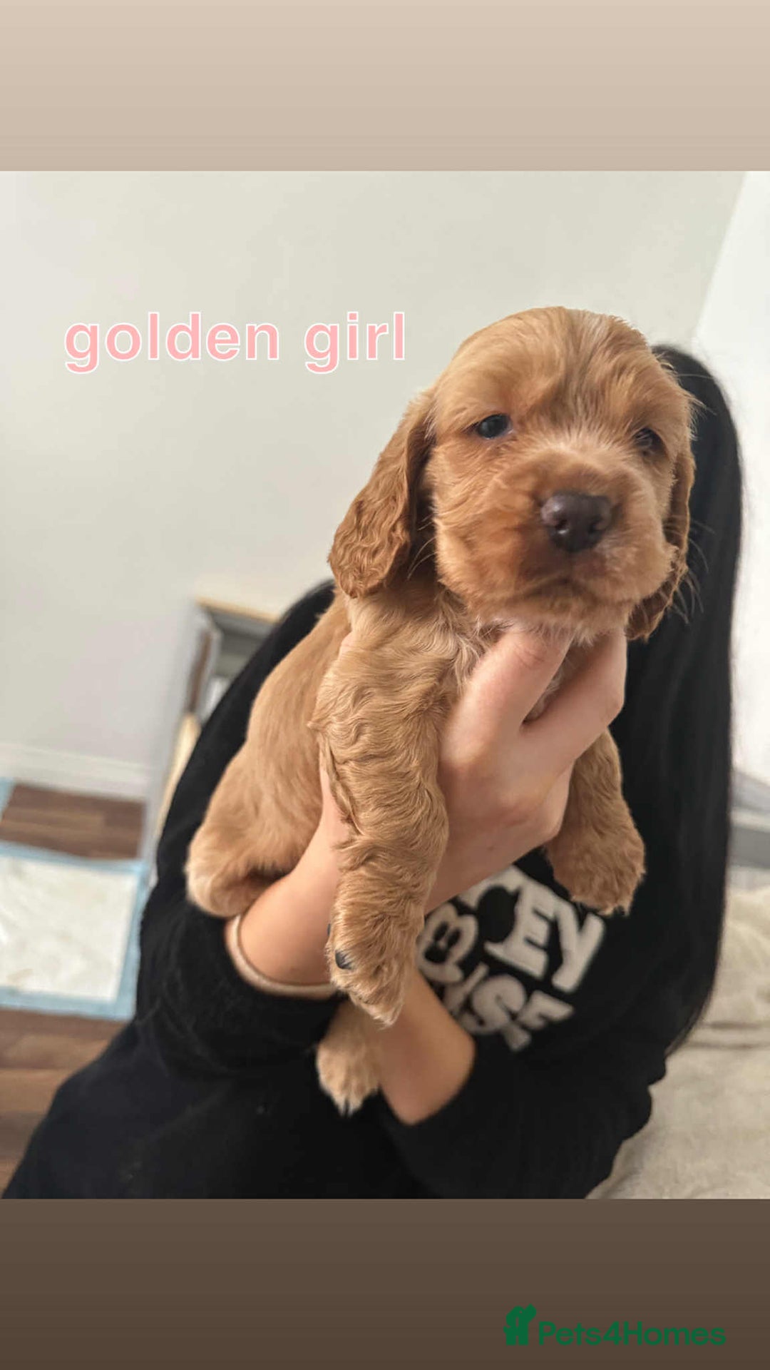 Cocker Spaniel dogs for sale: Cocker spaniel puppy  - Image 14