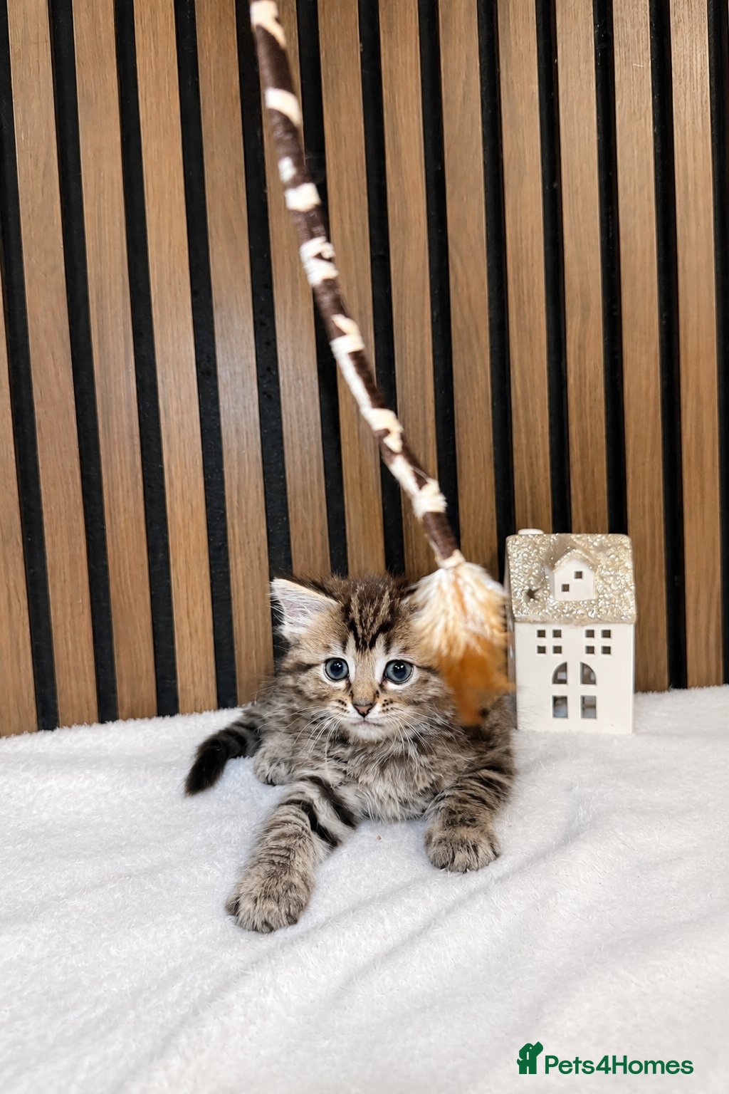 Ragdoll cats LAST TWO Stunning Ragdoll | Angel's Final Litter - Advert 2