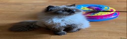 Persian cats for sale: Himalayan Persian Boy  - Advert 2