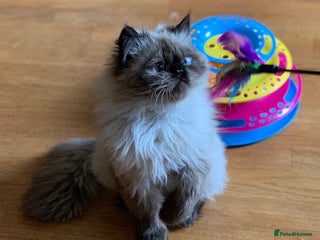 Persian cats Himalayan Persian Boy URGENT - Advert 9