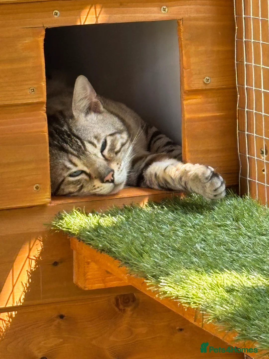 Bengal cats for stud: TICA reg Snow Lynx Bengal Stud health tested  - Advert 6