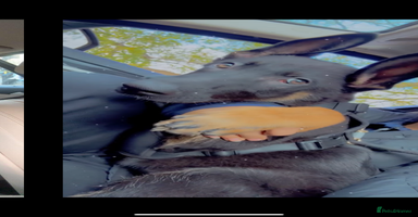 Belgian Shepherd Dog dogs - Advert 5