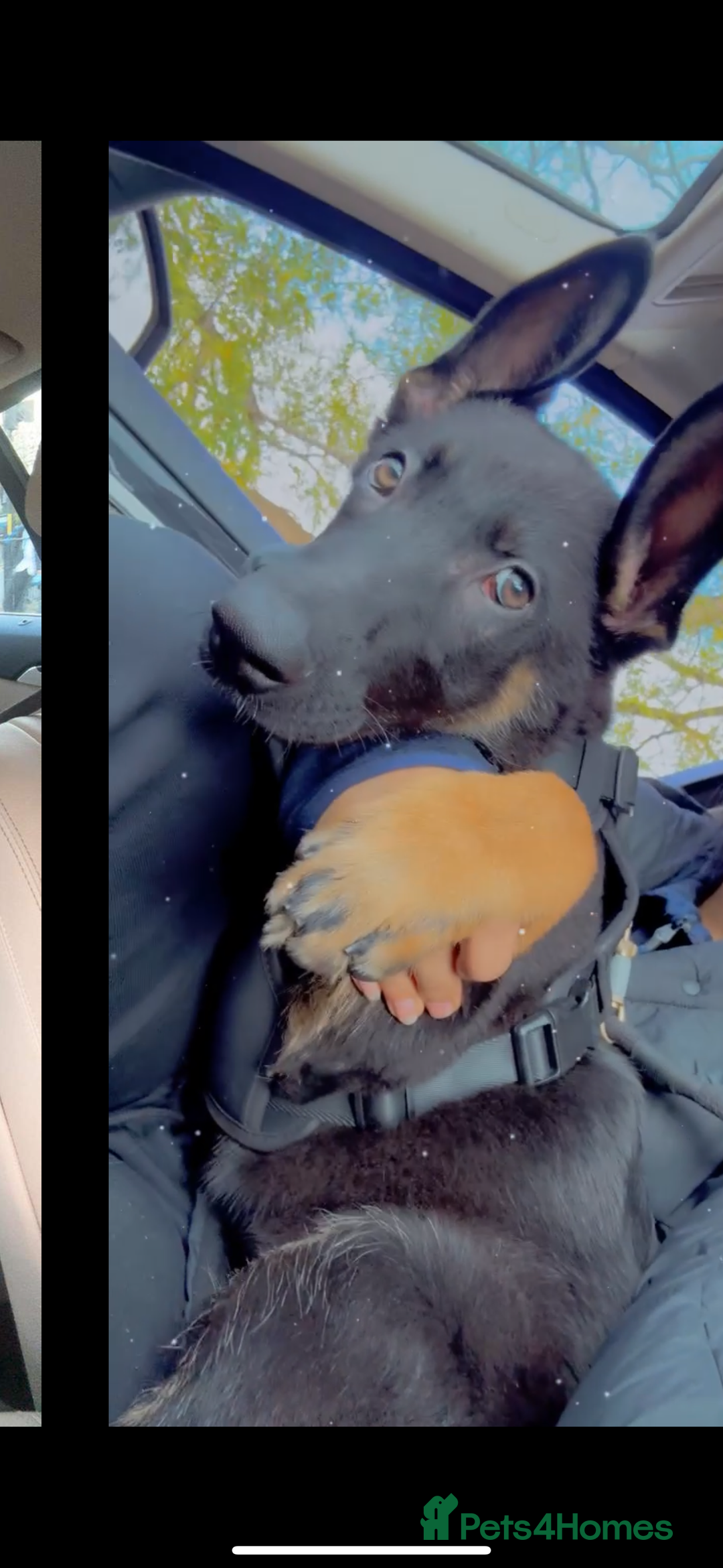 Belgian Shepherd Dog dogs for sale: Belgium mali FOR SALE - Image 3