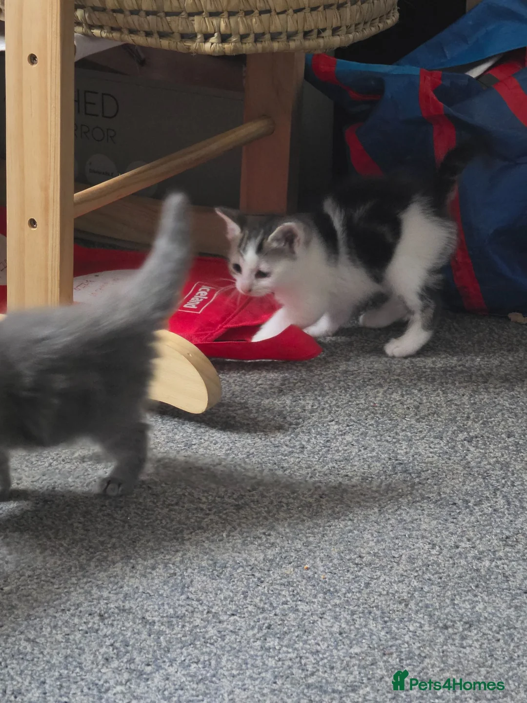 Mixed Breed cats for sale: 4 beautiful Kittens - Advert 12