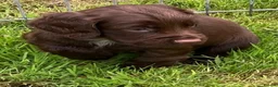 Cocker Spaniel dogs for sale: Glnhowy gundogs kc reg working cocker spaniel pups in Tredegar - Advert 4