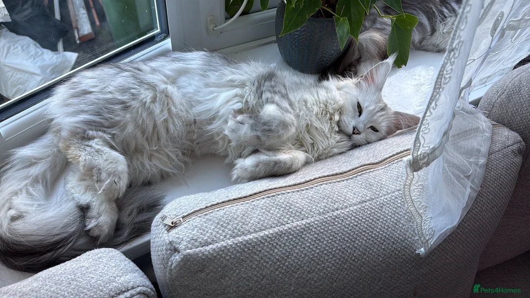 Maine Coon cats for sale: TICA  Mainecoone Black Silver Shaded UNIQUE ❤️🏅🏅 - Advert 3