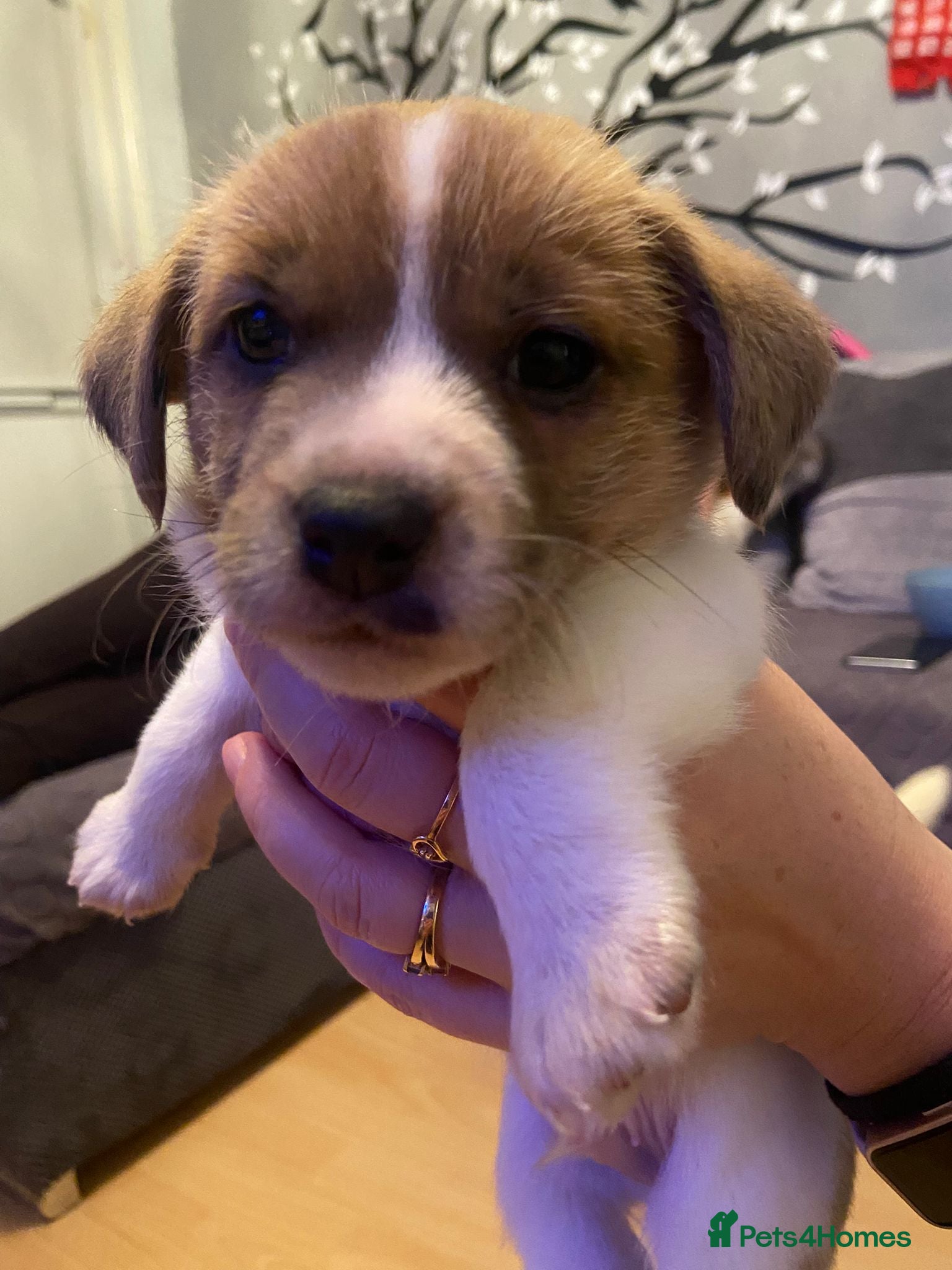 Mixed Breed dogs Male Jack Russell  - Advert 3