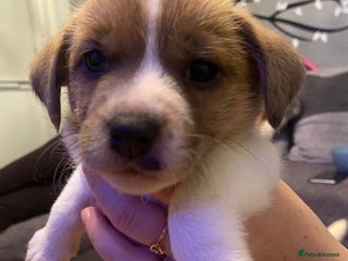 Mixed Breed dogs Male Jack Russell - Advert 3