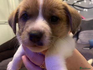 Mixed Breed dogs Male Jack Russell - Advert 14
