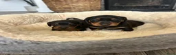 Miniature Dachshund dogs for sale: Miniature dachshund puppies - Advert 6