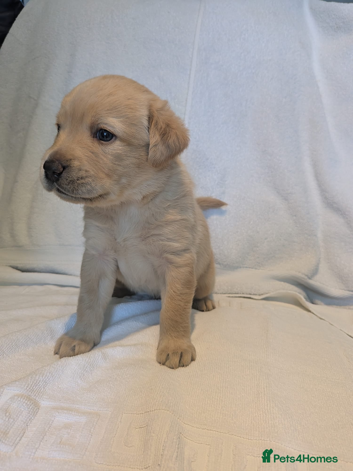 Labrador Retriever dogs Labrador Pups KC Reg.  - Advert 2