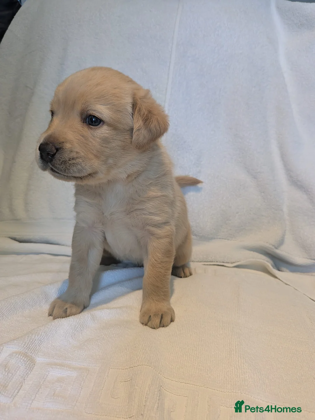 Labrador Retriever dogs for sale: Labrador Pups KC Reg.  - Advert 2