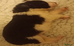 Border Collie dogs for sale: Border Collies for sale - Image 6