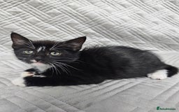 Mixed Breed cats for sale: Kittens for sale - Image 3