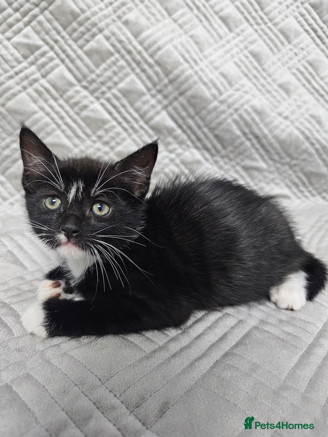 Mixed Breed cats for sale: Kittens for sale - Image 3
