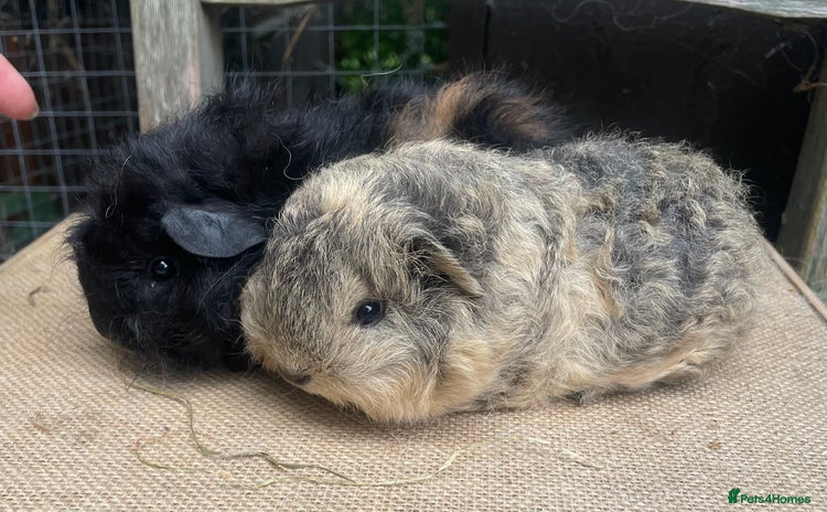 Guinea Pig rodents - Advert 15