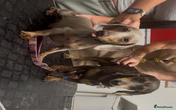 Dachshund dogs for sale: Beautiful mini dachshund babies  - Image 23