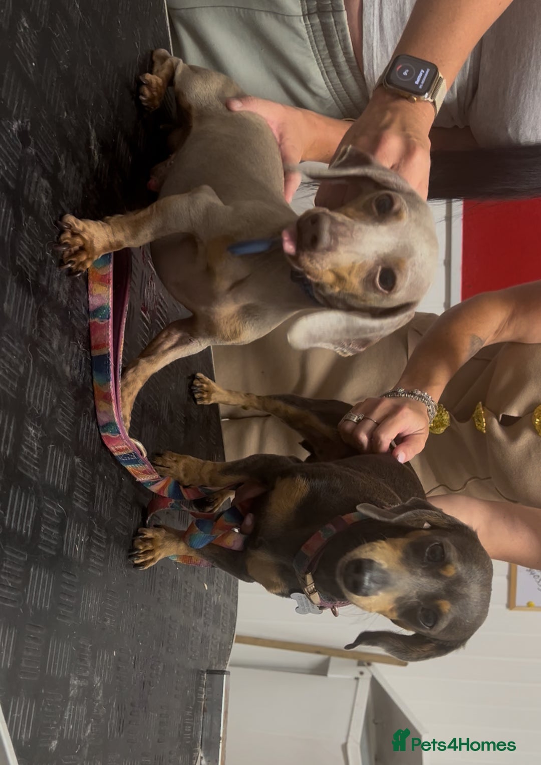 Dachshund dogs for sale: Beautiful mini dachshund babies  - Image 23
