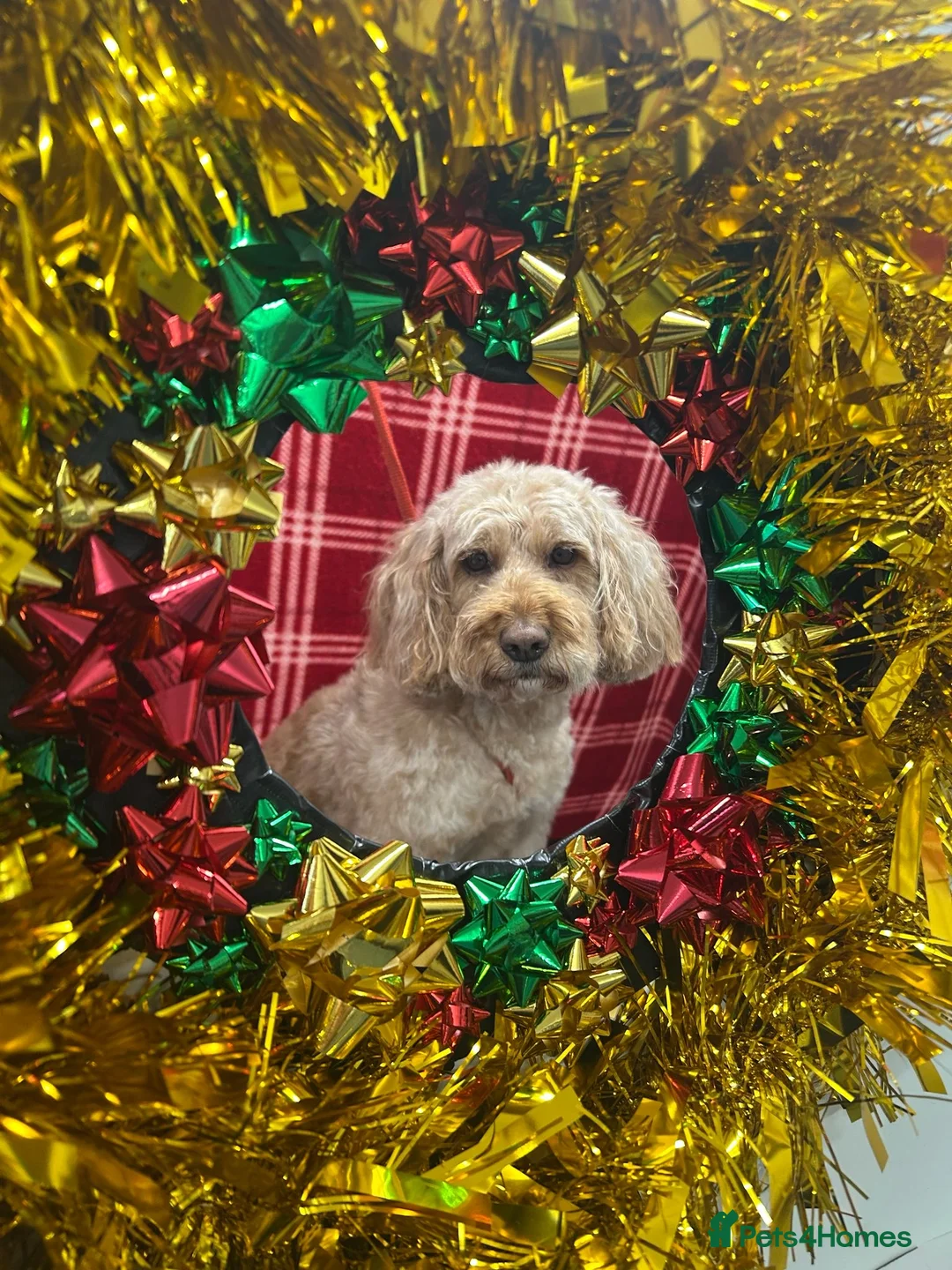 Cockapoo dogs for sale: Beautiful 6year old cockerpoo - Advert 5