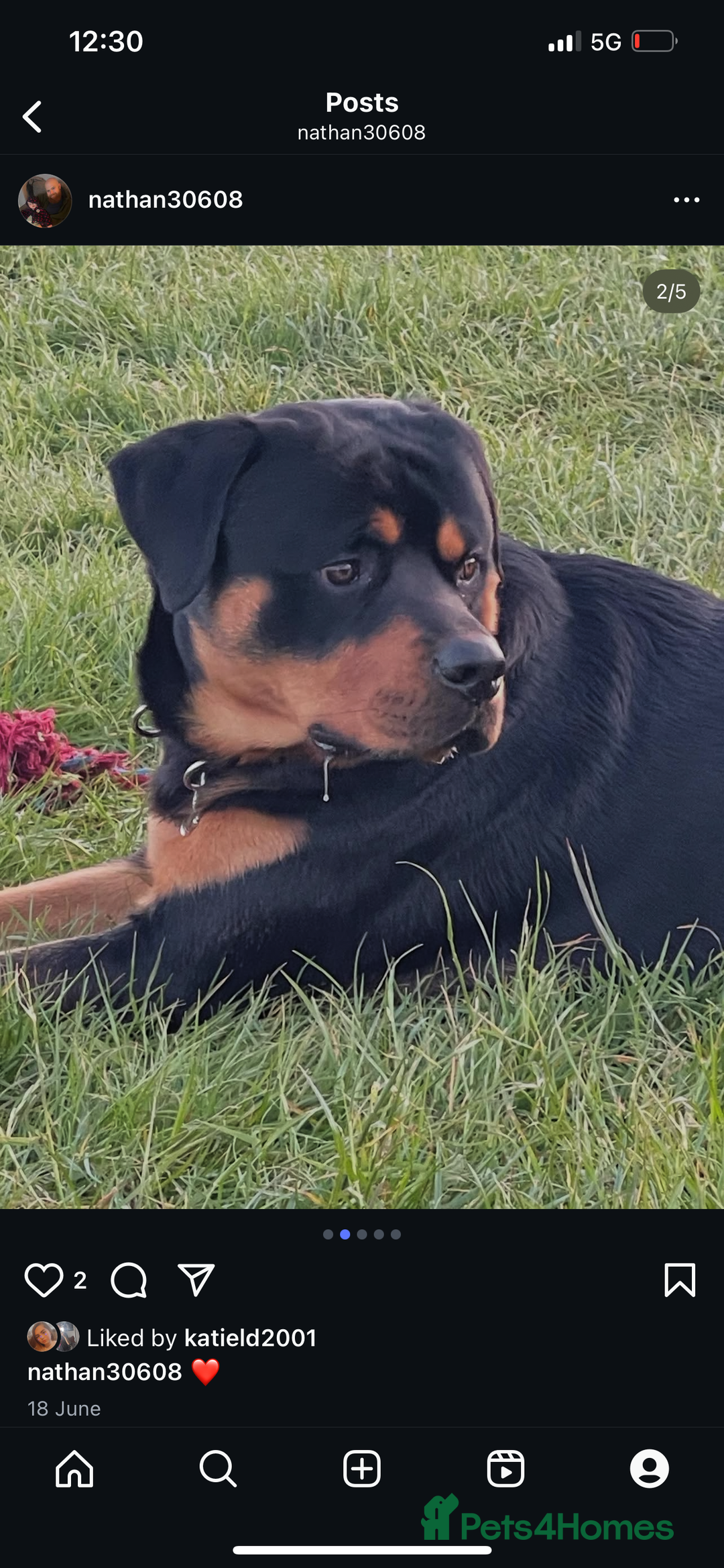 Rottweiler dogs for sale: 1 year old male  - Advert 3