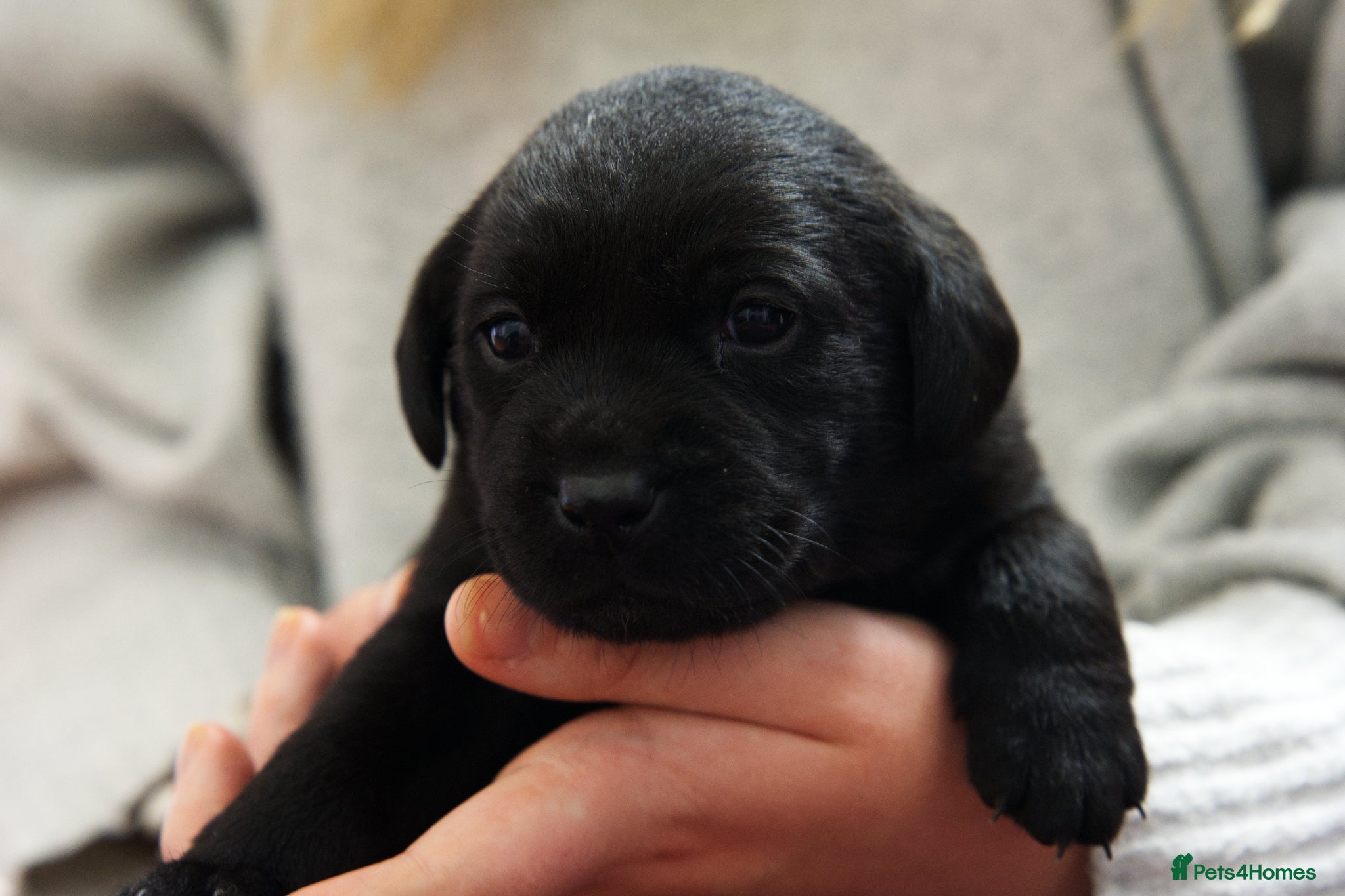 Labrador Retriever dogs for sale: Labrador puppies  - Advert 2