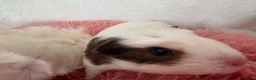 Guinea Pig rodents for sale: Guinea pigs  - Advert 11