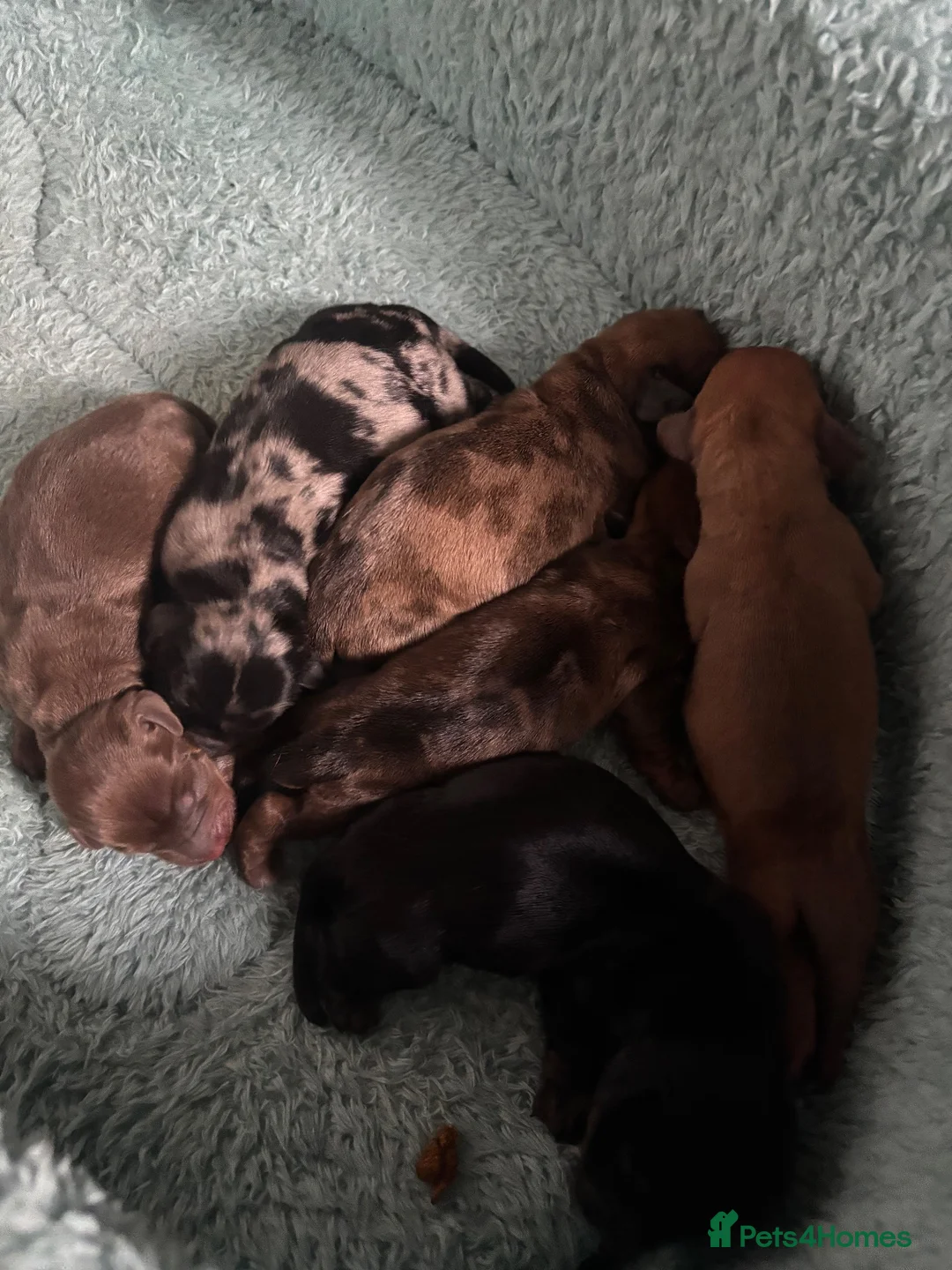 Dachshund dogs for sale: Miniature dachshund - Advert 22