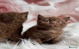 British Shorthair cats for sale: British shorthair kittens  - Image 9