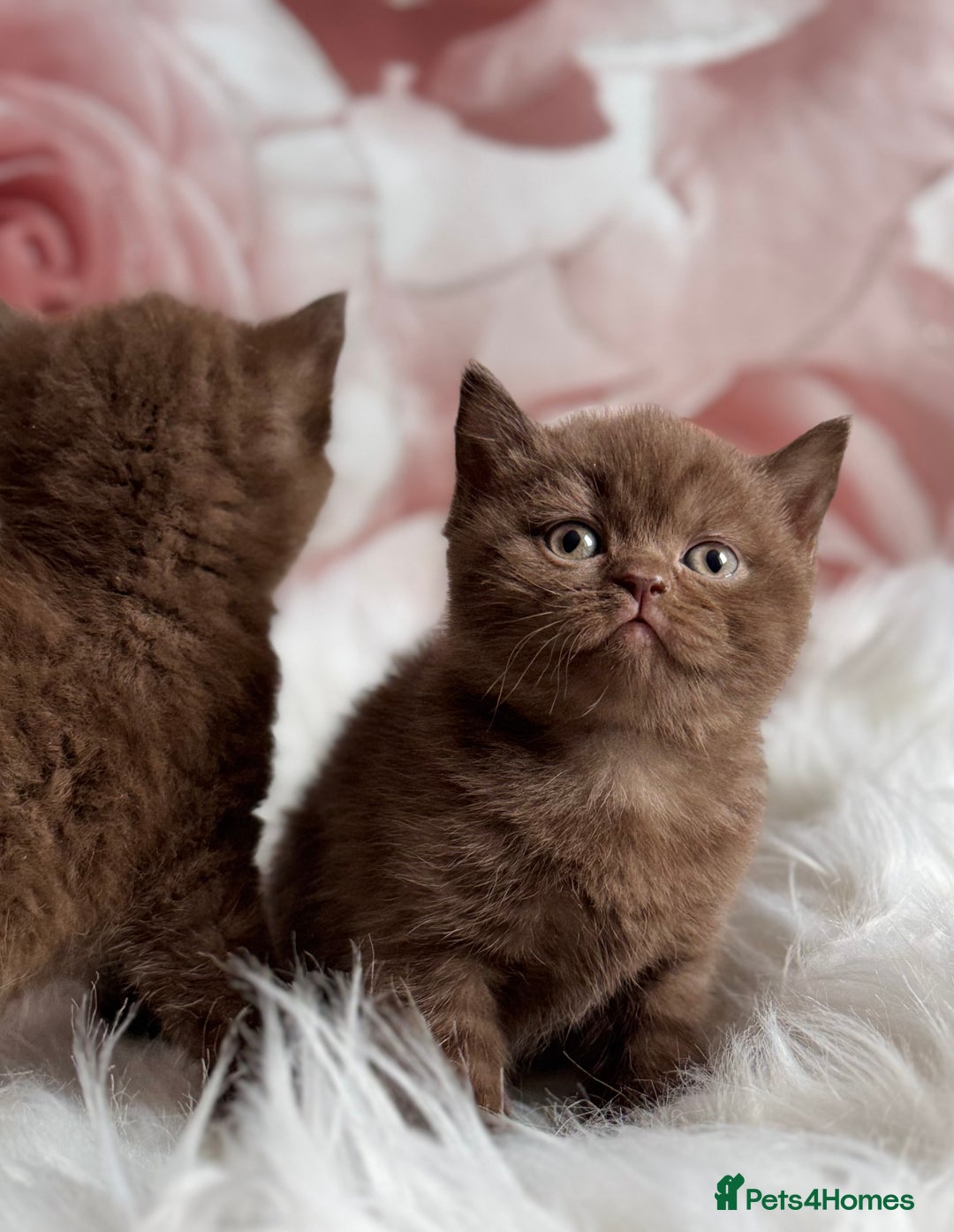 British Shorthair cats for sale: British shorthair kittens  - Image 9